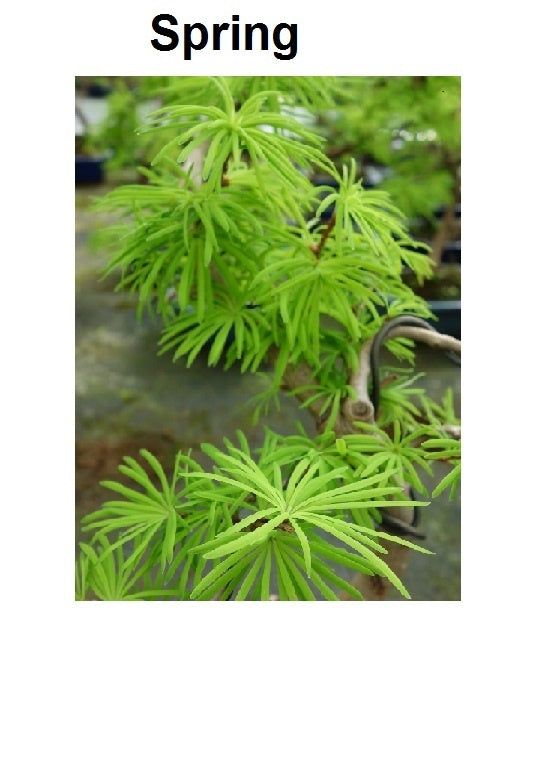Buiten Bonsai Pseudolarix amabilis shape blauwe rechthoekige pot 15cm, hoogte ~35cm