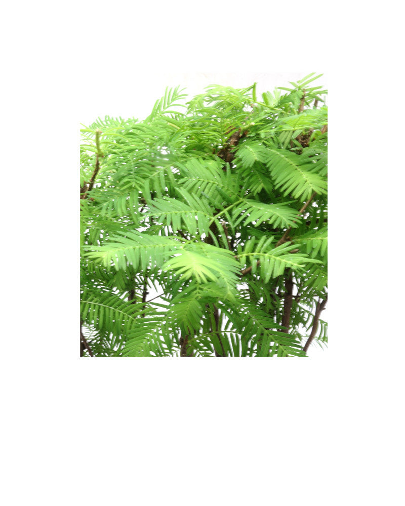 Buiten Bonsai Metasequoia groep 5 ovale pot 29cm, hoogte ~35cm