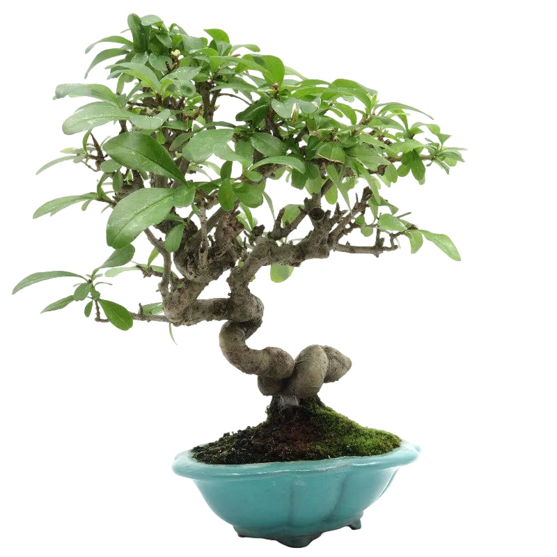 Shohin Buiten Bonsai Ligustrum obtusifolium blauwe pot 17cm, hoogte 25cm