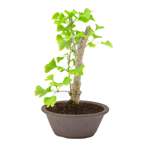 Ginkgo biloba brun rund krukke 25cm, højde ~46cm