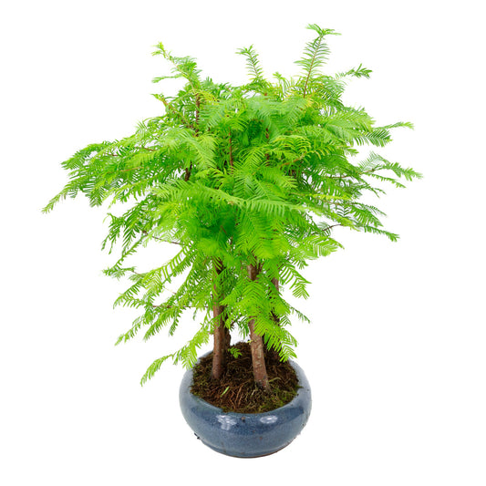 Metasequoia glyptostroboides gruppe 5 oval potte 35cm, højde ~48cm