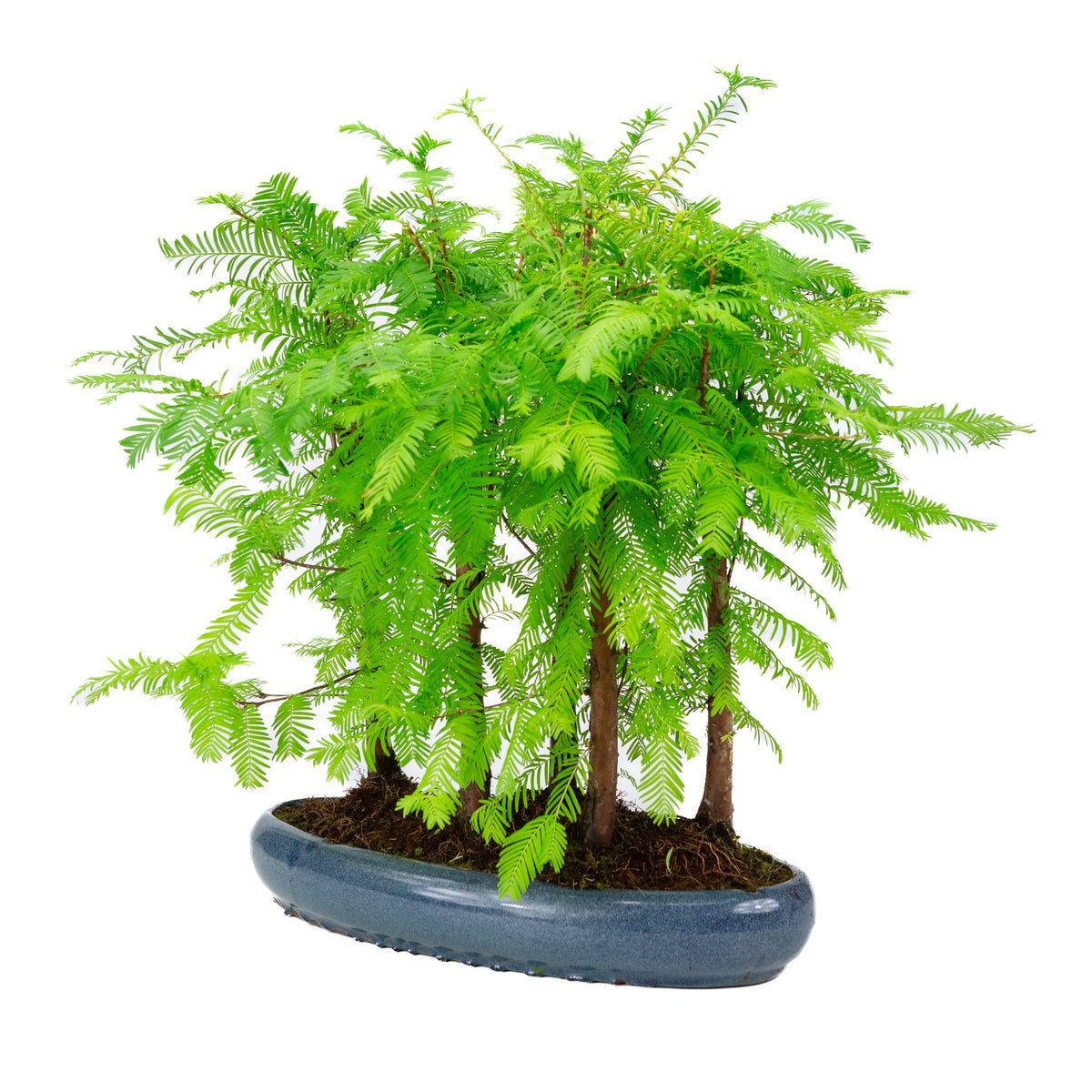Metasequoia glyptostroboides gruppe 5 oval potte 35cm, højde ~48cm