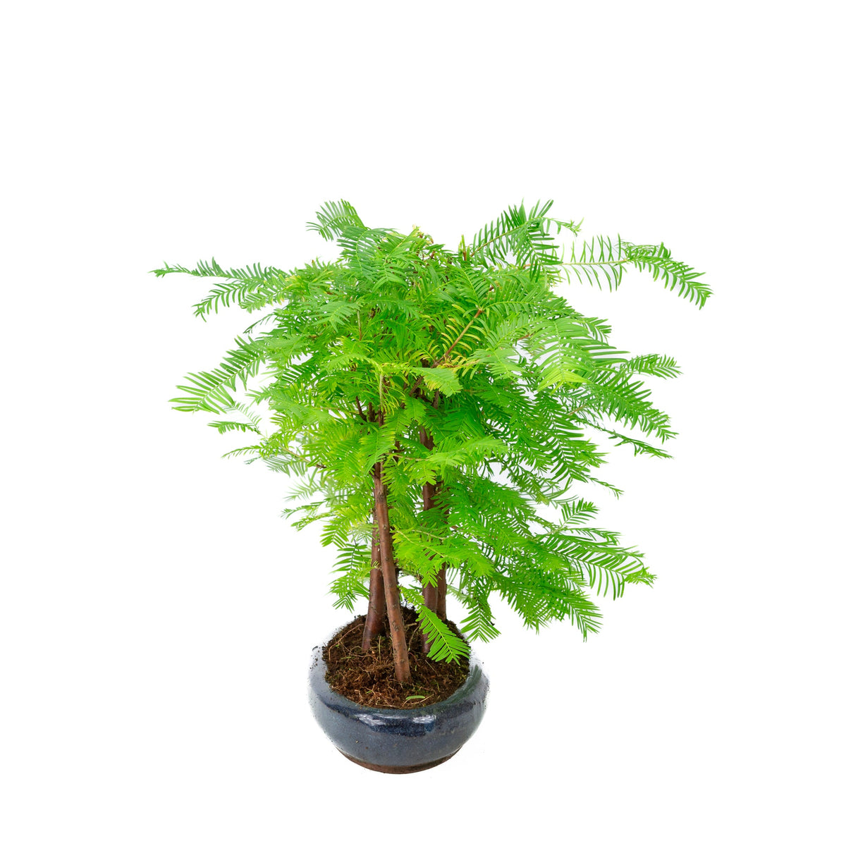 Metasequoia glyptostroboides gruppe 5 oval potte 30cm, højde ~35cm