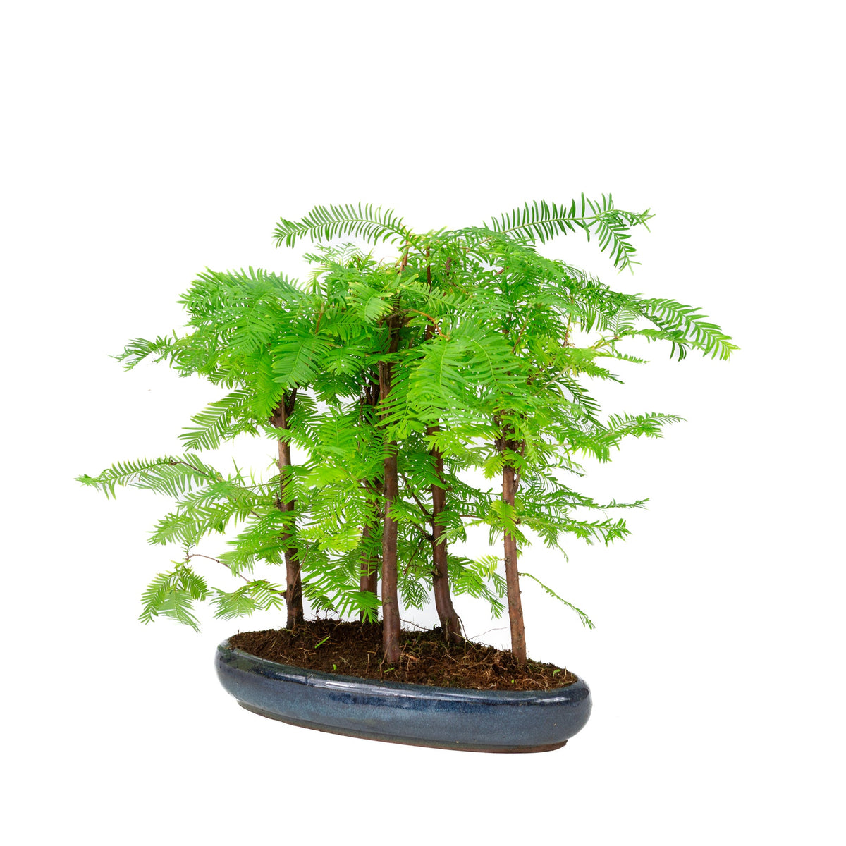 Metasequoia glyptostroboides gruppe 5 oval potte 30cm, højde ~35cm