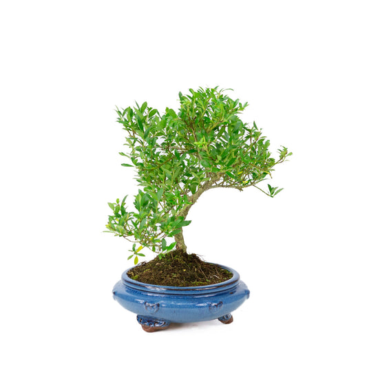 Ilex crenata (japansk kristtorn) rund potte, højde ~ 43 cm