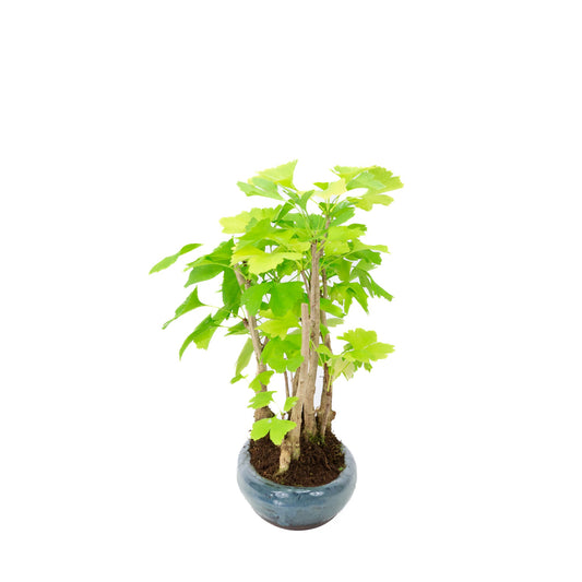 Ginkgo biloba gruppe 5 oval potte 29cm, højde ~35cm