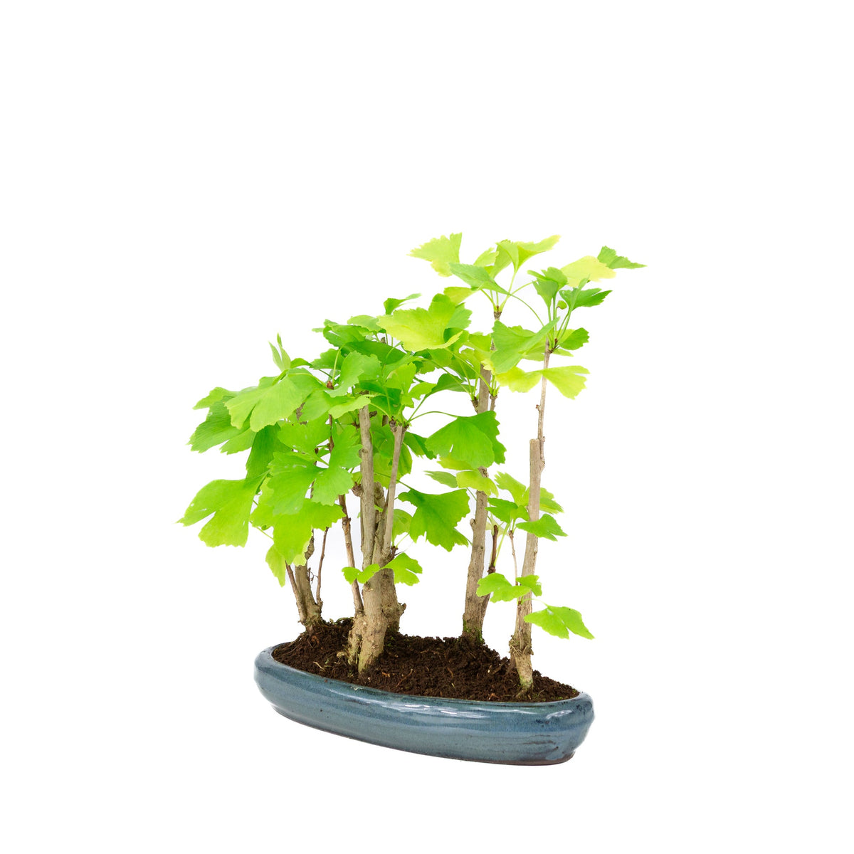 Ginkgo biloba gruppe 5 oval potte 29cm, højde ~35cm