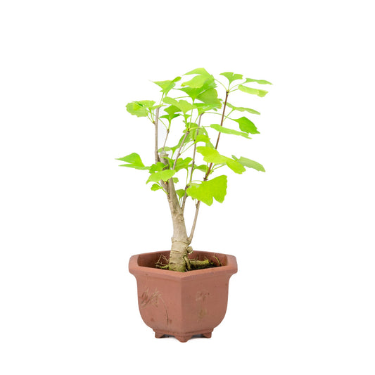 Ginkgo biloba brun sekskantet potte 15 cm, højde ~32 cm