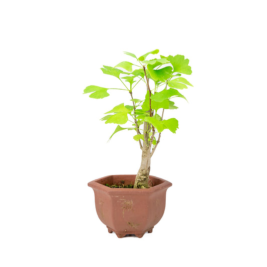 Bonsai Ginkgo biloba bruine hexagonale pot 17cm, hoogte 52cm