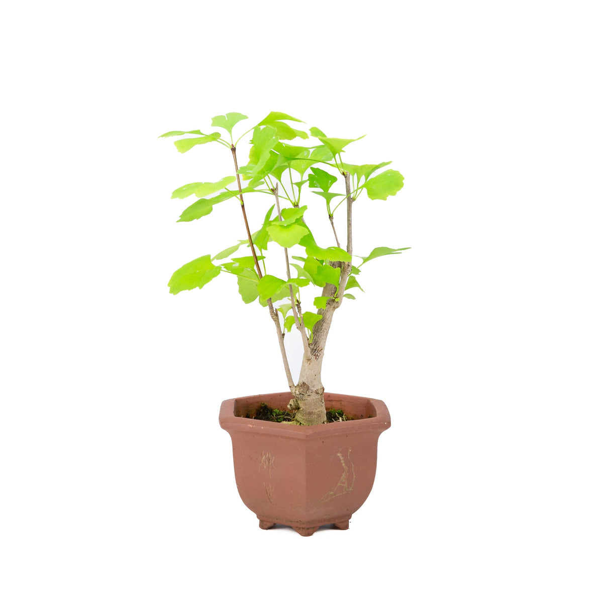 Ginkgo biloba brun sekskantet potte 15 cm, højde ~32 cm