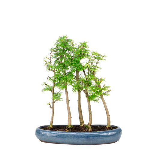Buiten Bonsai Pseudolarix amabilis bos blauwe ovale pot 29cm