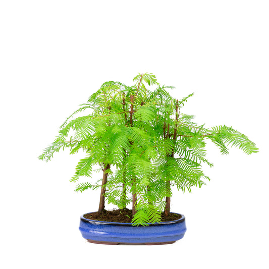 Metasequoia glyptostroboides groep 5 ovale pot 22cm, hoogte ~33cm