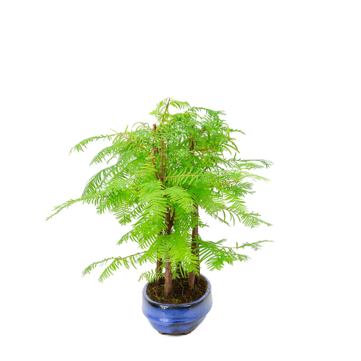 Metasequoia glyptostroboides gruppe 5 oval potte 22cm, højde ~33cm