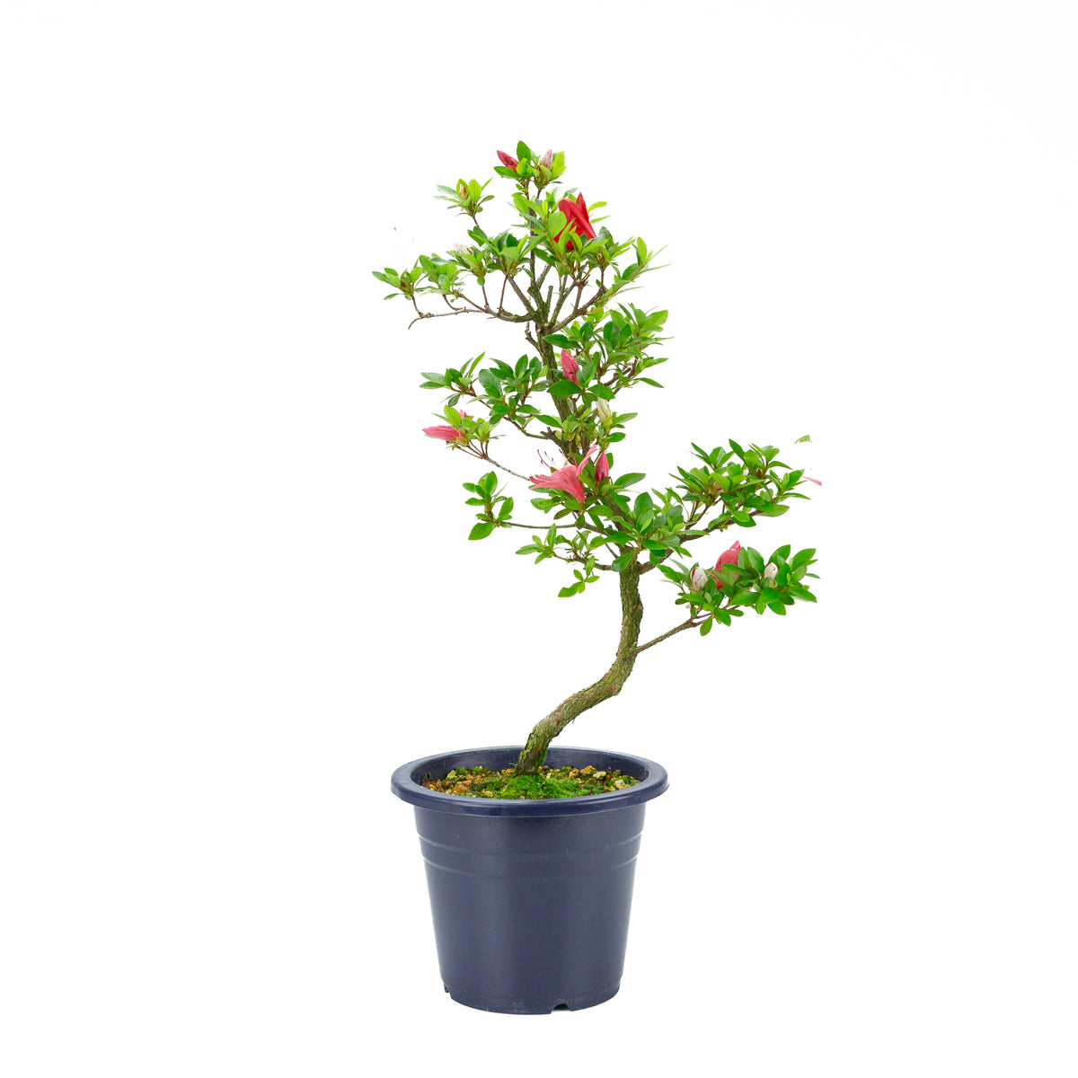 Rhododendron indicum 'Kangiten' (satsuki azalea), højde ~56 cm