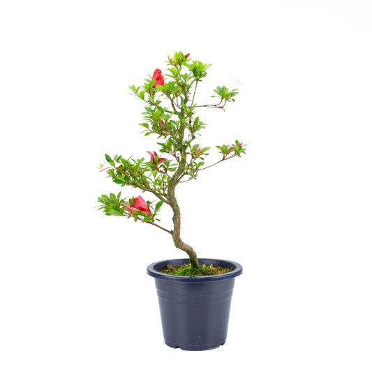 Rhododendron indicum 'Kangiten' (satsuki azalea), højde ~56 cm