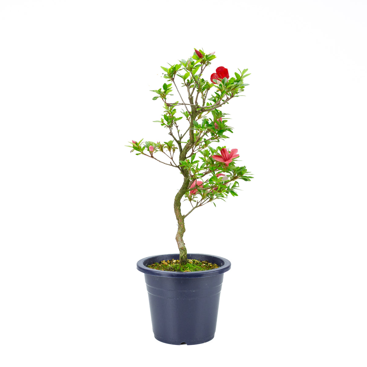 Rhododendron indicum 'Kangiten' (satsuki azalea), højde ~56 cm