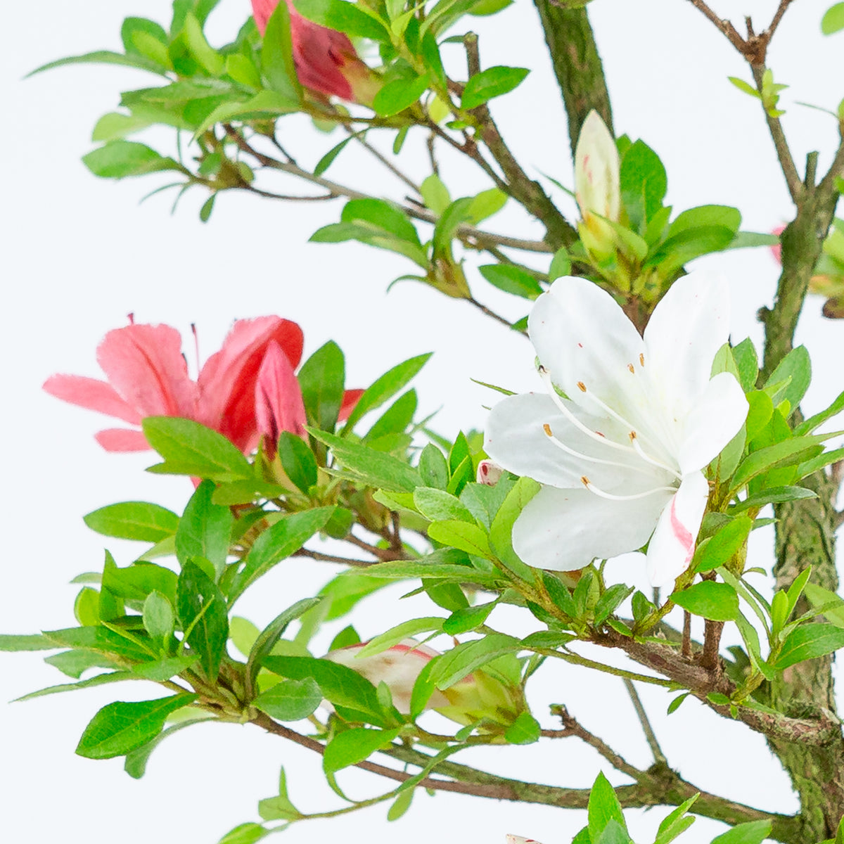 Rhododendron indicum 'Kangiten' (satsuki azalea), højde ~56 cm