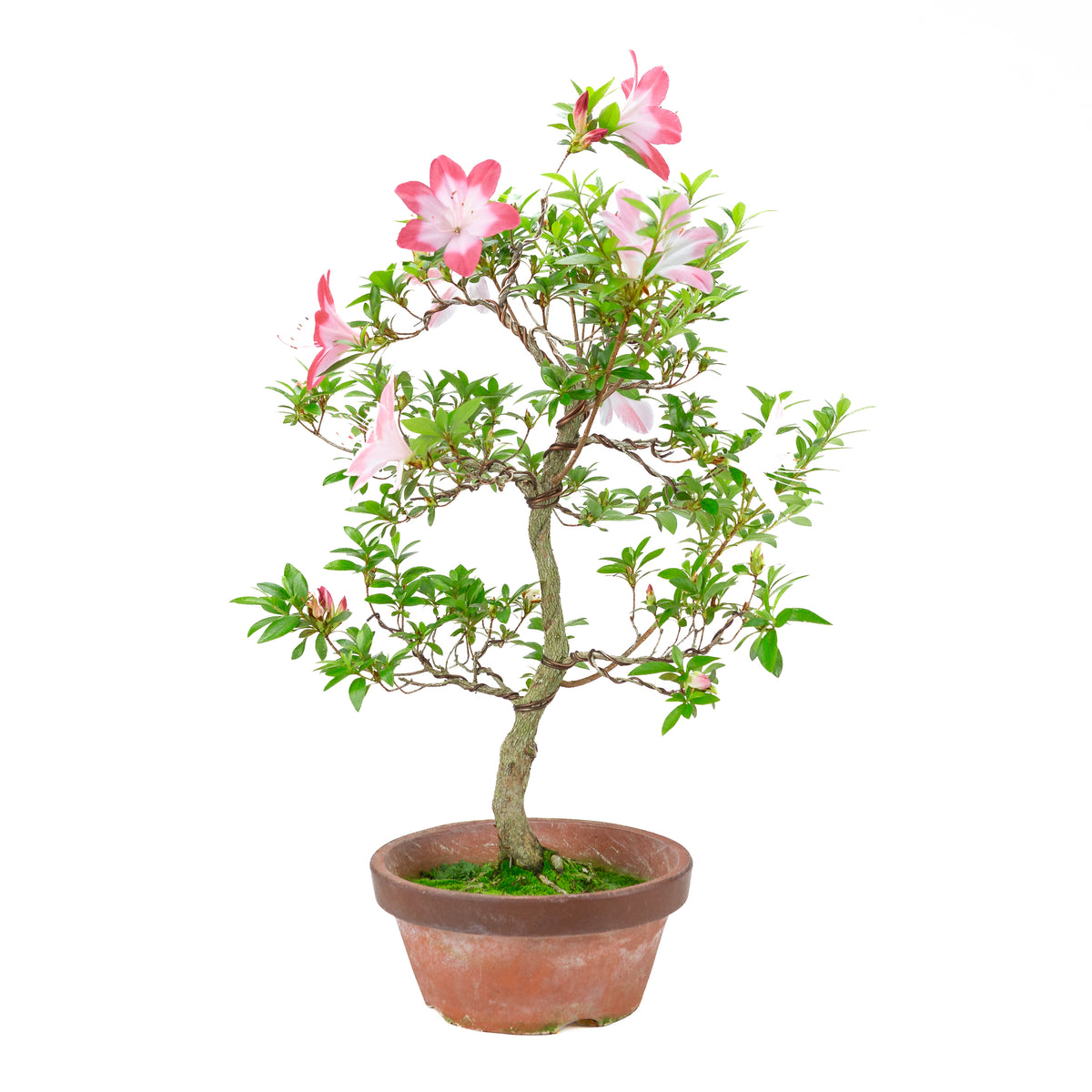 Rhododendron indicum 'Hatsukoi' (satsuki azalea), højde ~62cm