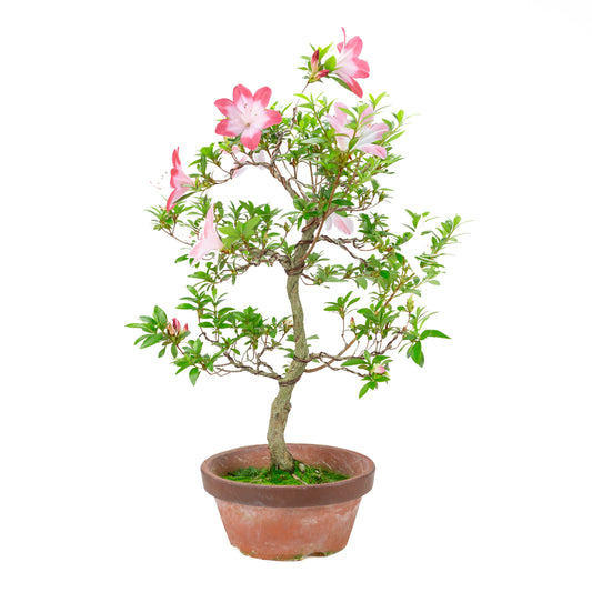 Rhododendron indicum 'Hatsukoi' (satsuki azalea), højde ~62cm