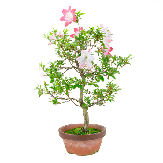 Rhododendron indicum 'Hatsukoi' (satsuki azalea), højde ~62cm