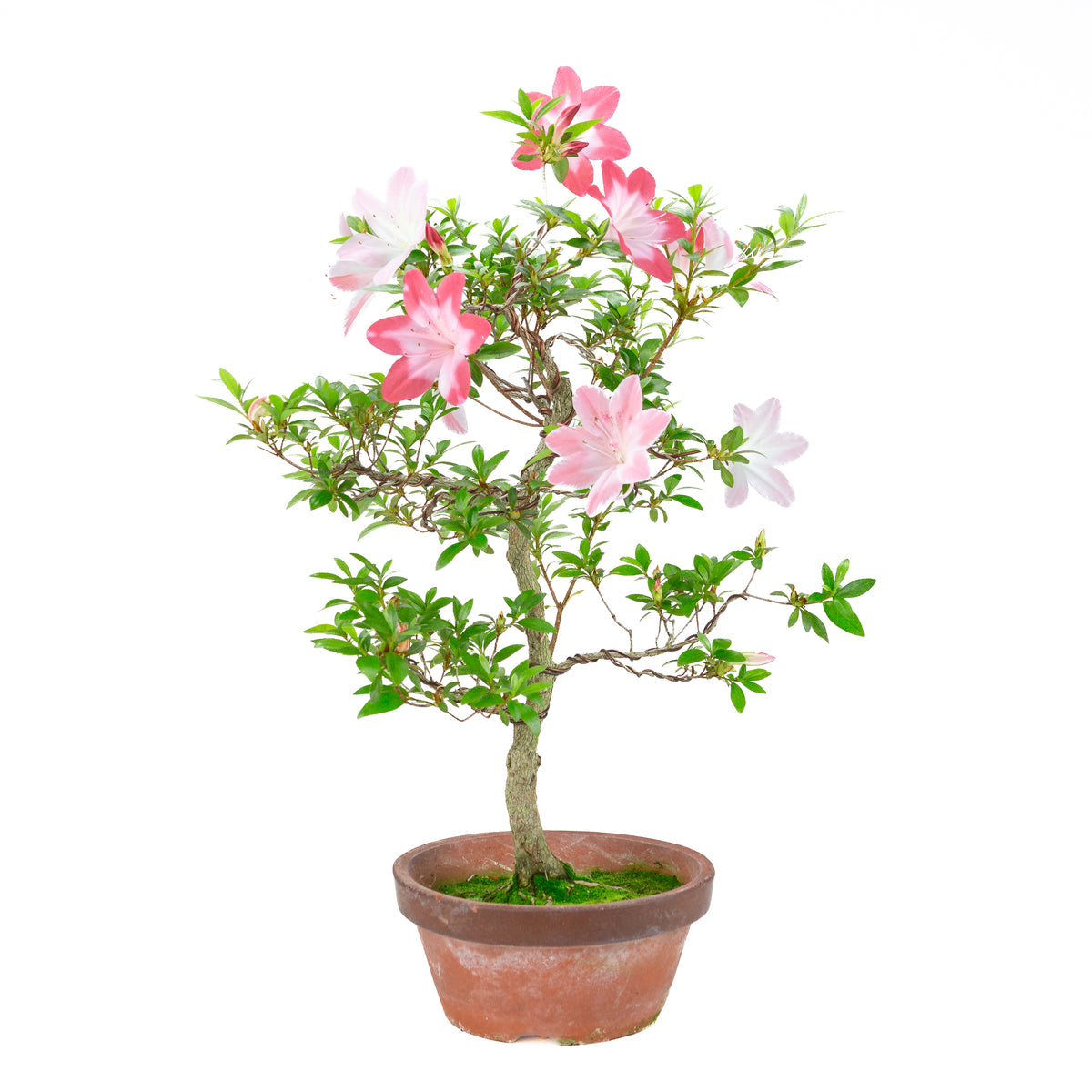 Rhododendron indicum 'Hatsukoi' (satsuki azalea), højde ~62cm