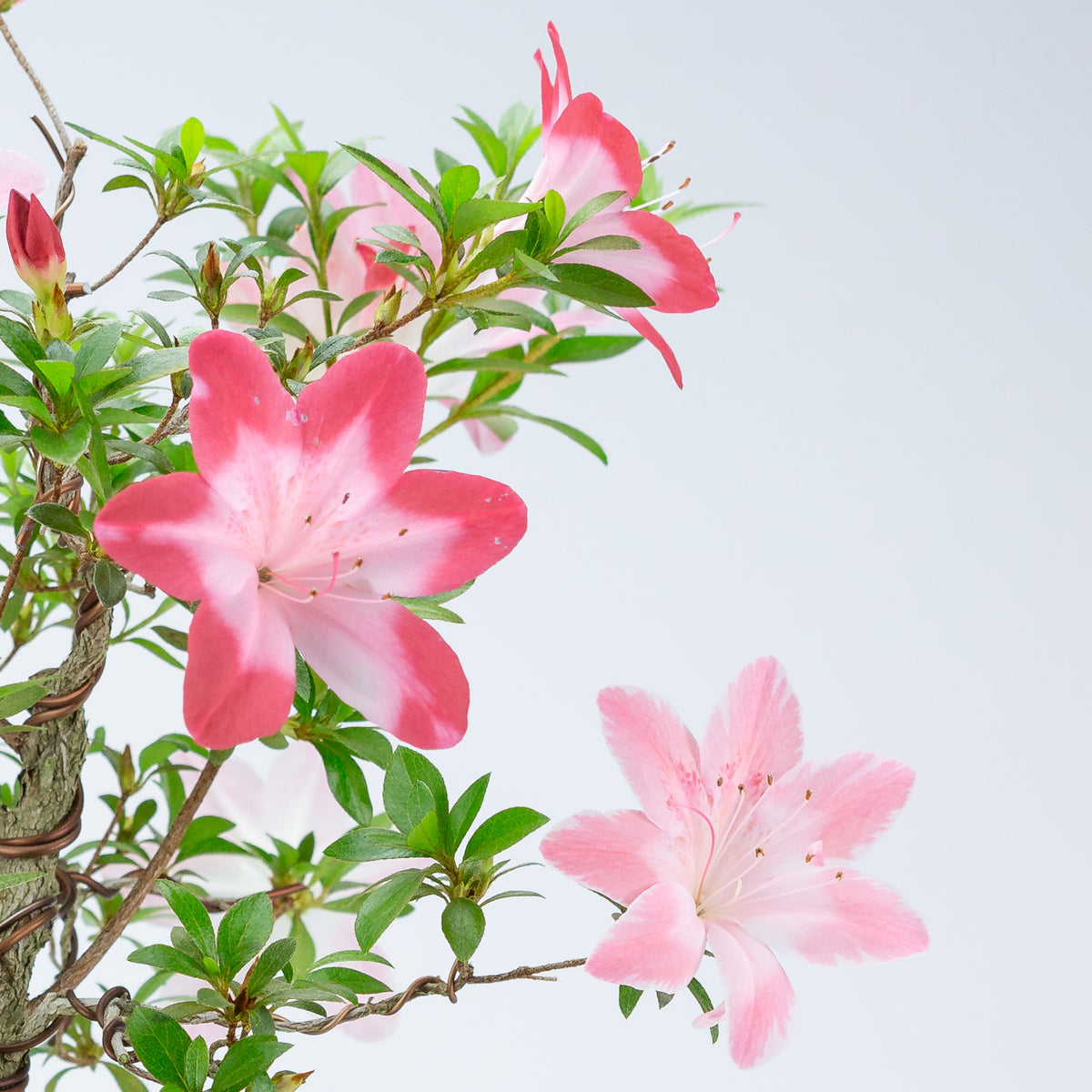 Rhododendron indicum 'Hatsukoi' (satsuki azalea), højde ~62cm