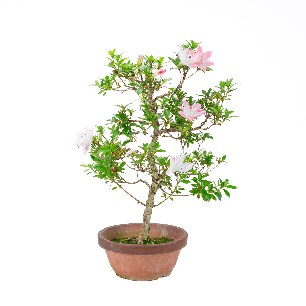 Rhododendron indicum 'Hatsukoi' (satsuki azalea), højde ~56 cm