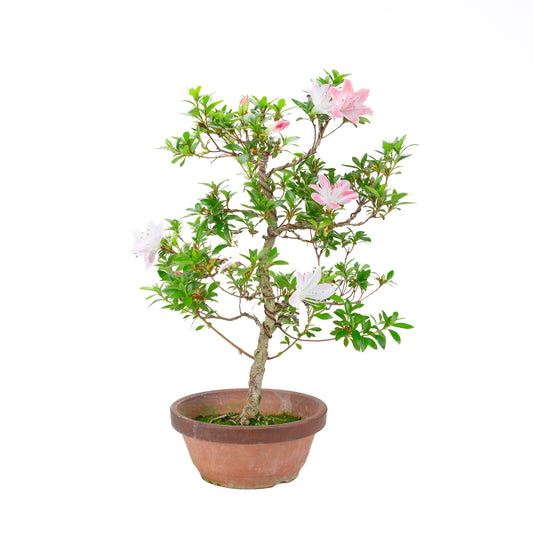 Rhododendron indicum 'Hatsukoi' (satsuki azalea), højde ~56 cm