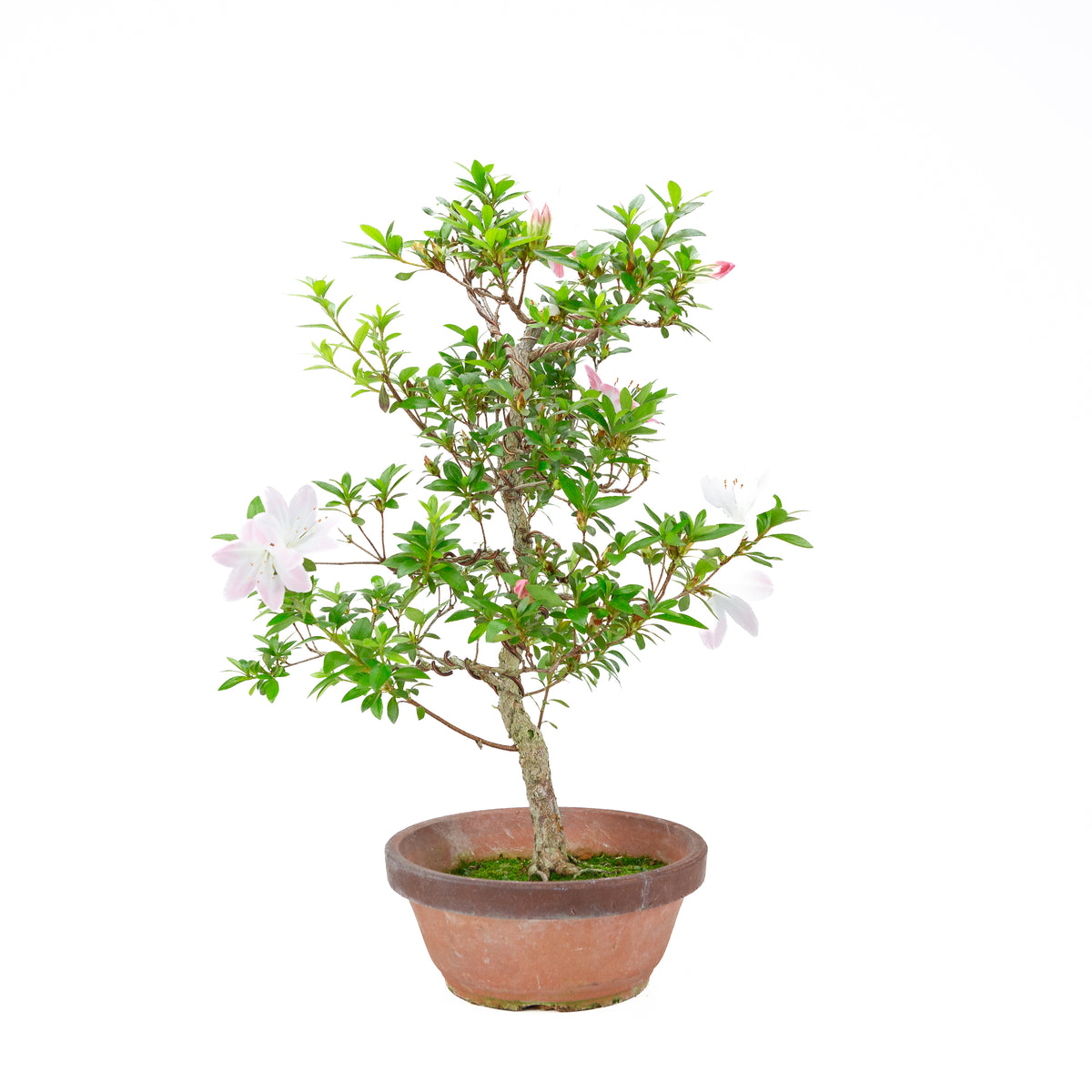 Rhododendron indicum 'Hatsukoi' (satsuki azalea), højde ~56 cm