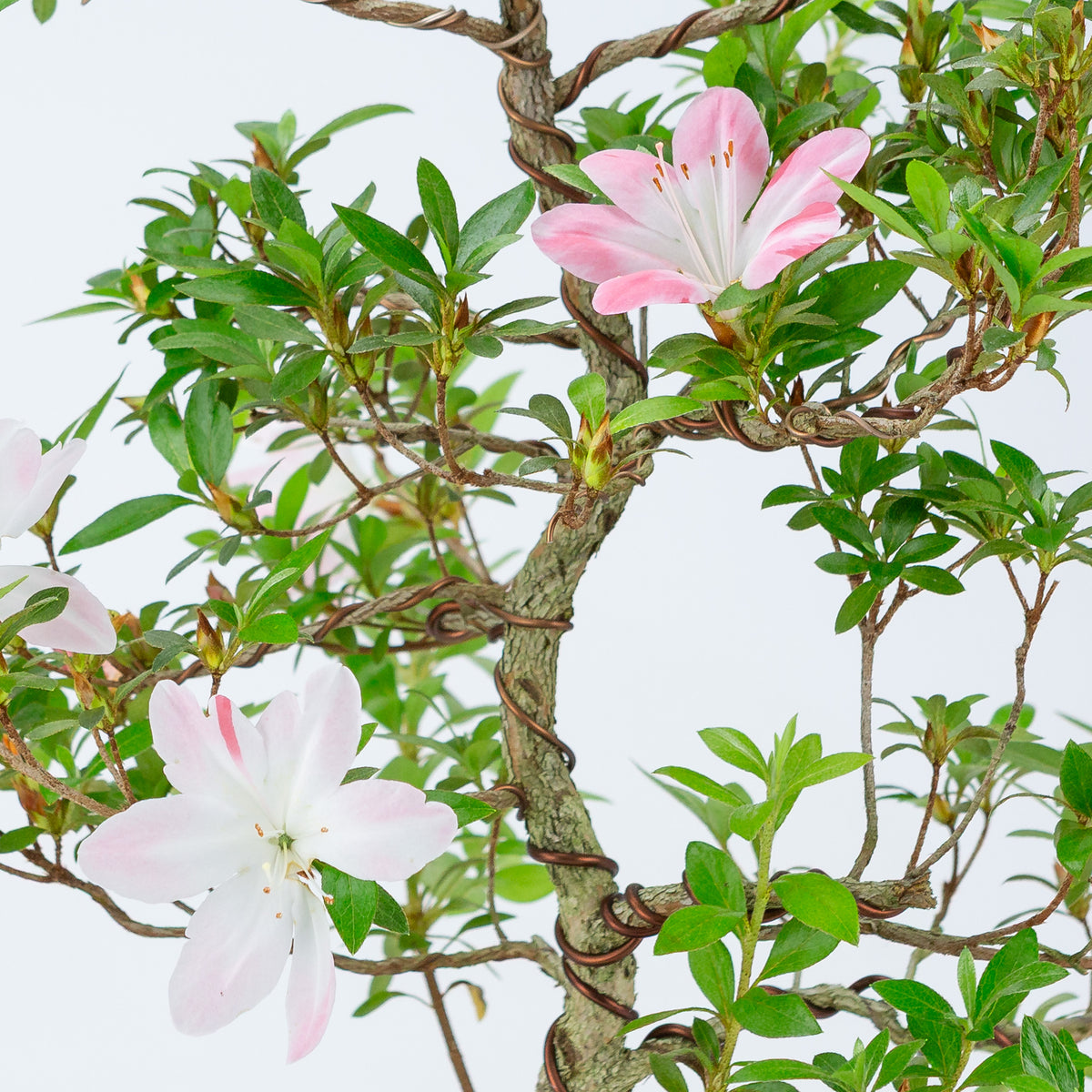 Rhododendron indicum 'Hatsukoi' (satsuki azalea), højde ~56 cm