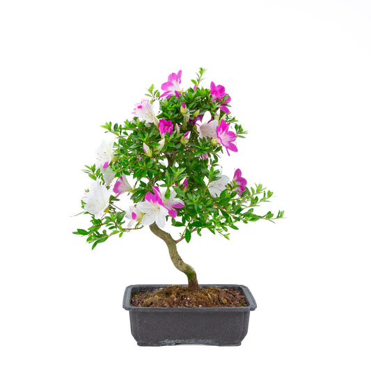 Rhododendron indicum 'Ruka' (satsuki azalea), højde ~54 cm