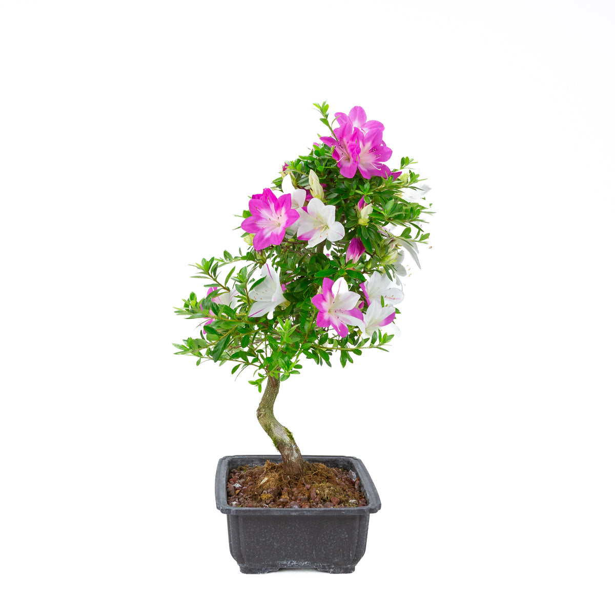 Rhododendron indicum 'Ruka' (satsuki azalea), højde ~54 cm