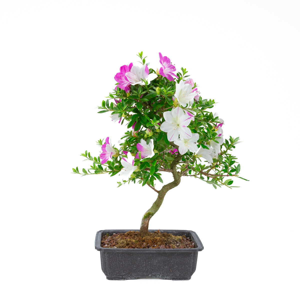 Rhododendron indicum 'Ruka' (satsuki azalea), højde ~54 cm