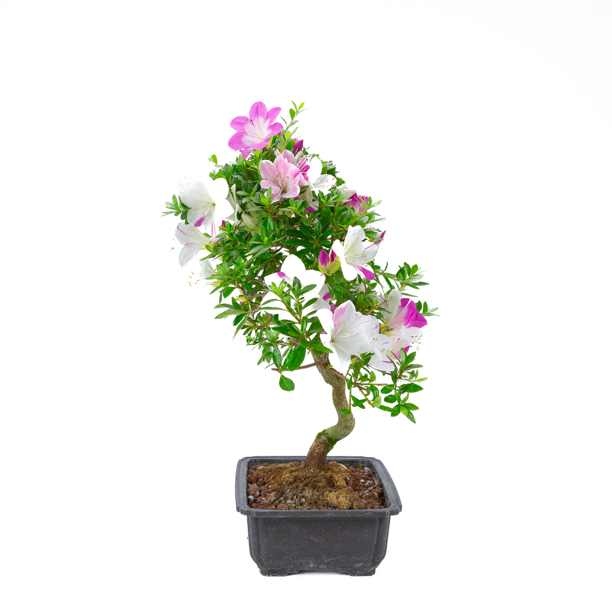 Rhododendron indicum 'Ruka' (satsuki azalea), højde ~54 cm