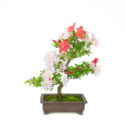 Rhododendron indicum 'Minaru' (satsuki azalea), højde ~54 cm