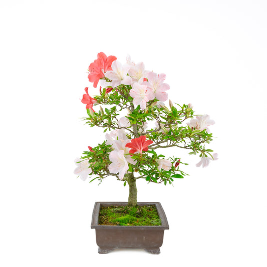 Rhododendron indicum 'Minaru' (satsuki azalea), højde ~54 cm