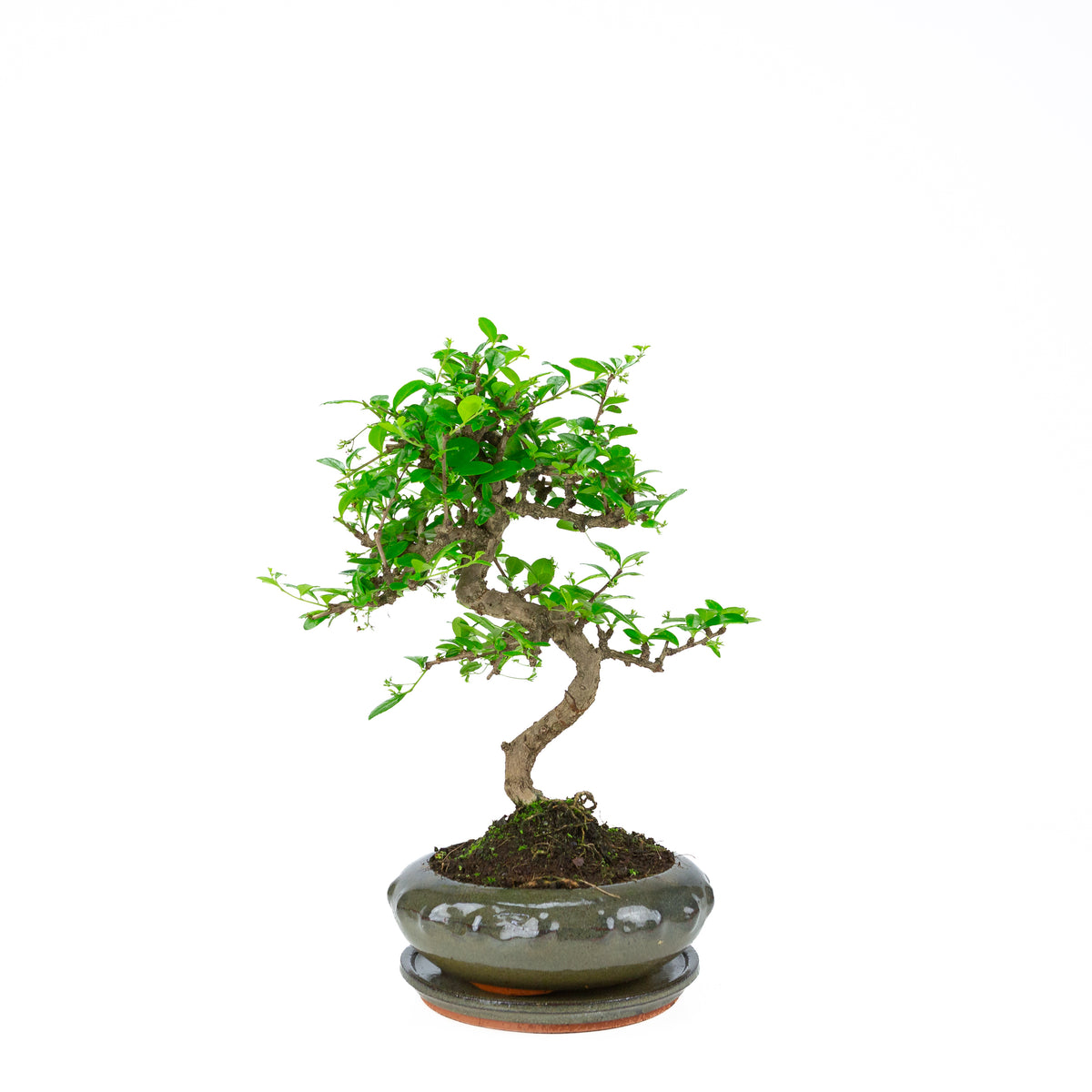 Carmona Bonsai (Fukien-te) i grøn rund potte 23 cm, højde ~40 cm