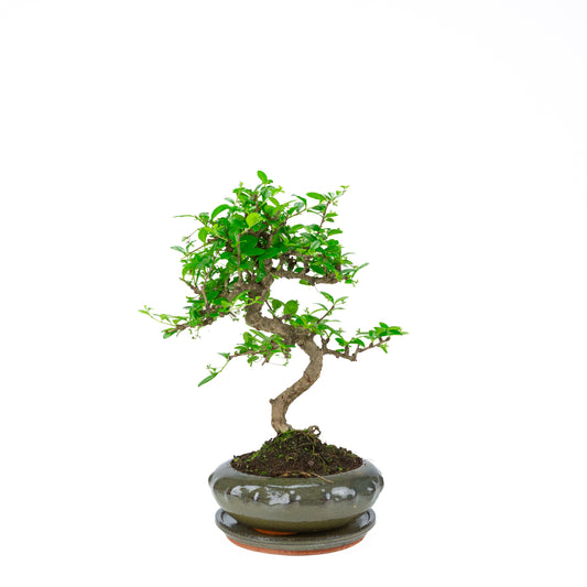 Carmona Bonsai (Fukien-te) i grøn rund potte 23 cm, højde ~40 cm