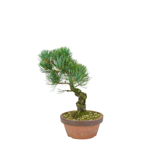 Pinus parviflora (japansk hvidfyr), højde ~30 cm