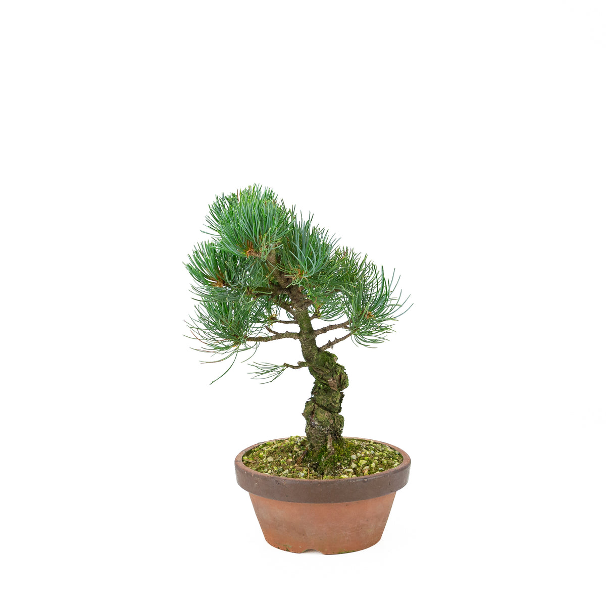 Pinus parviflora (japansk hvidfyr), højde ~30 cm