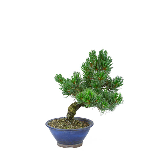 Pinus parviflora (japansk hvidfyr), højde ~31 cm