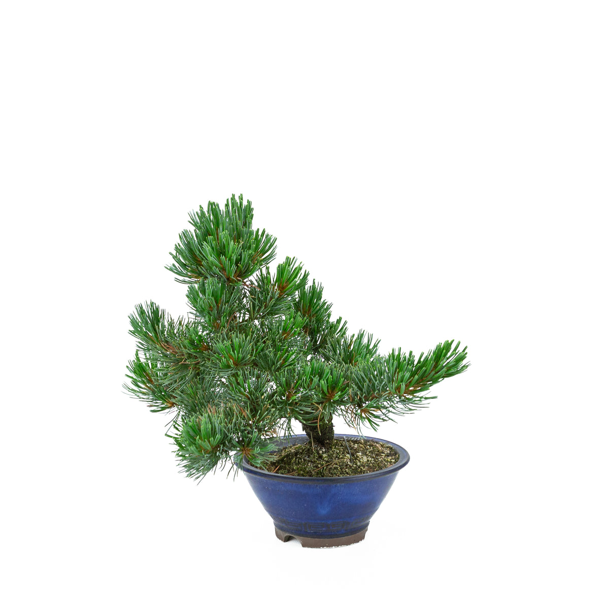 Pinus parviflora (japansk hvidfyr), højde ~31 cm