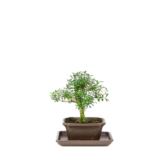 Buxus harlandii Bonsai in blauwe pot 13cm, hoogte ~21cm