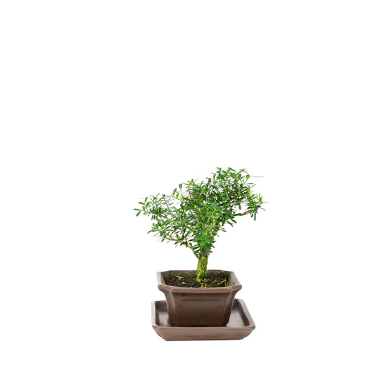 Buxus harlandii bonsai i brun potte 13 cm, højde ~21 cm