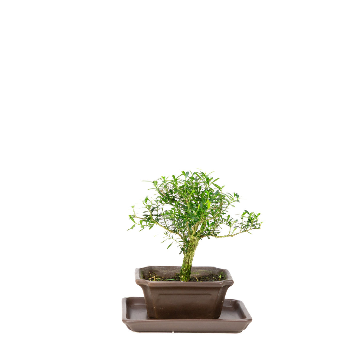 Buxus harlandii bonsai i brun potte 13 cm, højde ~21 cm