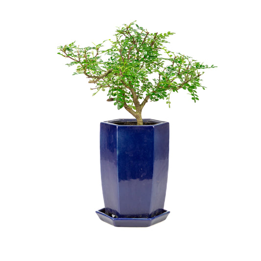 Zanthoxylum piperitium cascade Bonsai in blauwe pot 13cm, hoogte ~38cm