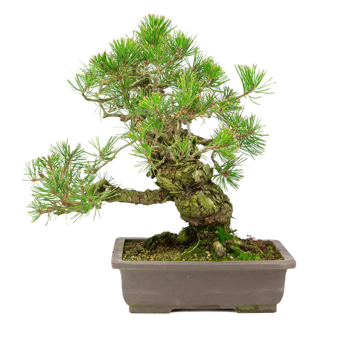 Pinus Thunbergii (Japansk sortfyr), højde ~44 cm
