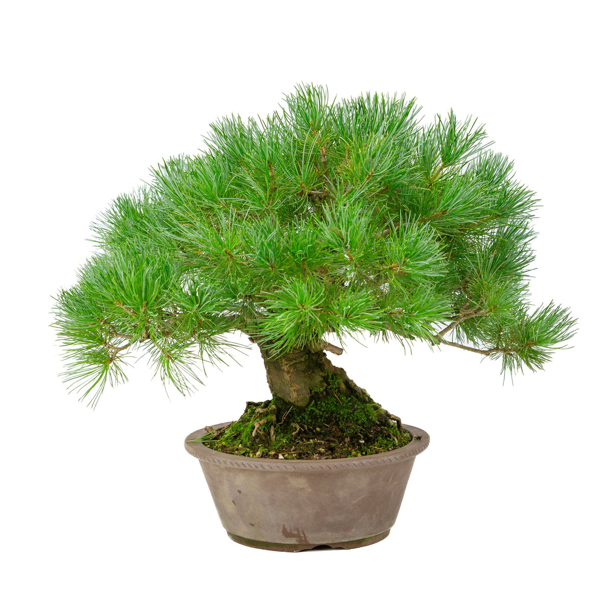 Pinus parviflora uglaseret rund potte 21cm, højde ~38cm