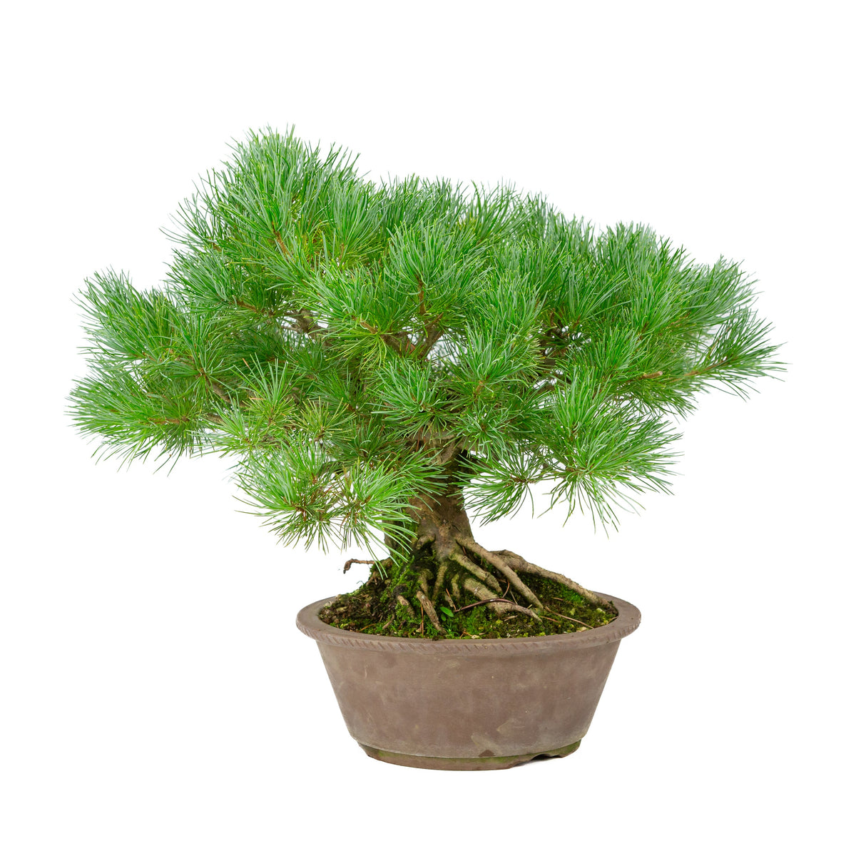 Pinus parviflora uglaseret rund potte 21cm, højde ~38cm