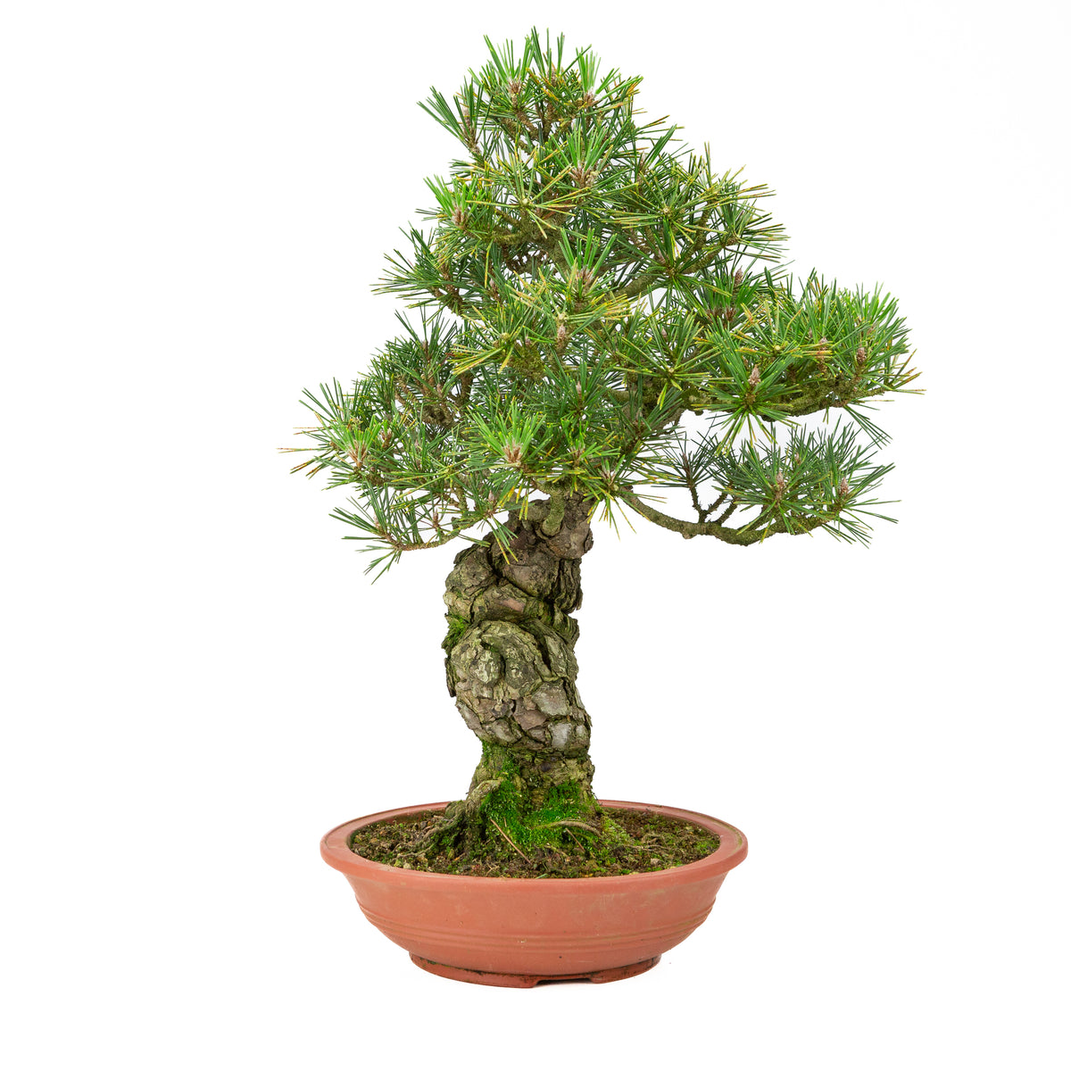 Pinus thunbergii ongeglazuurde pot 25m, hoogte ~52cm